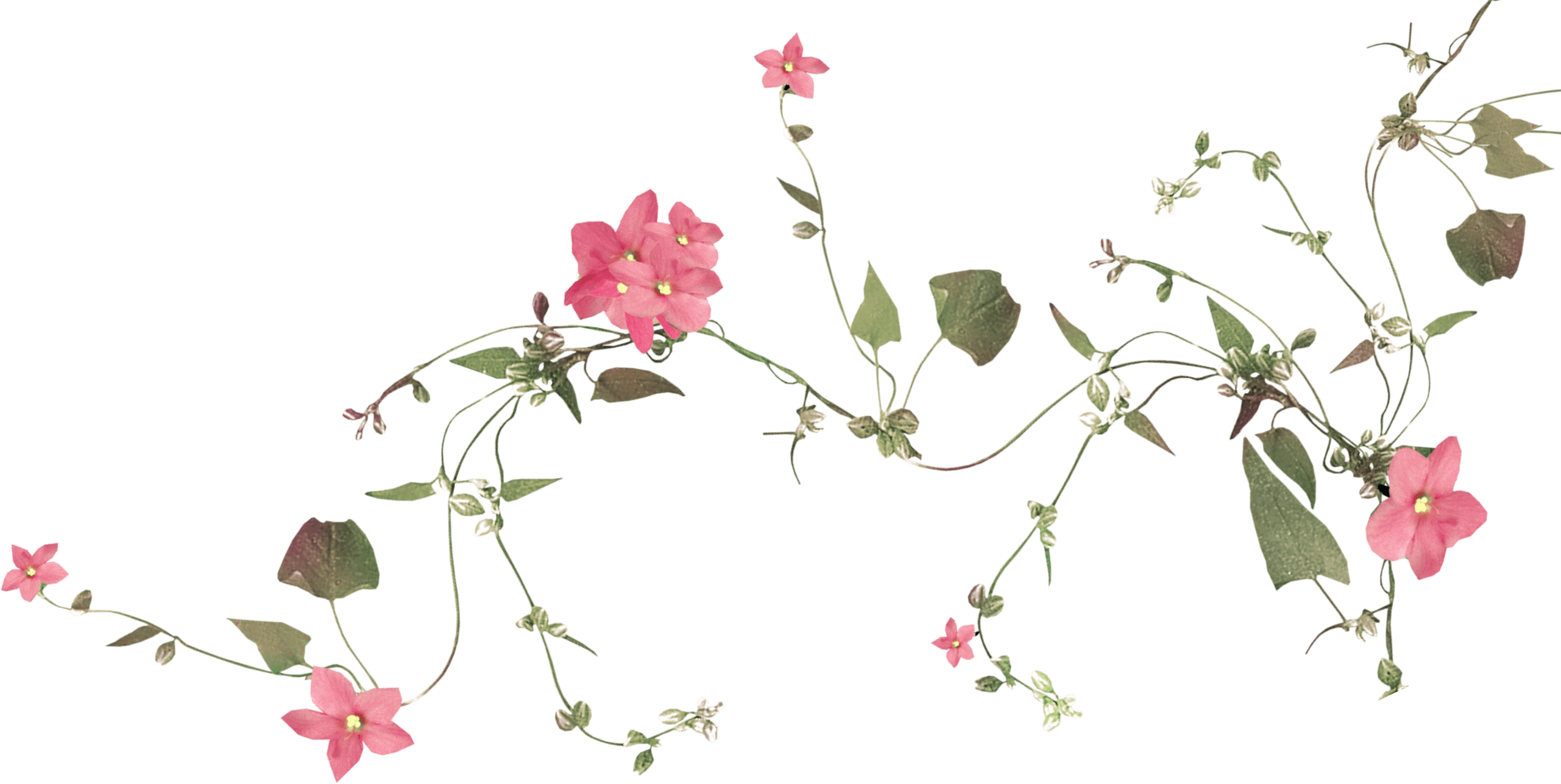 flowers and vine
